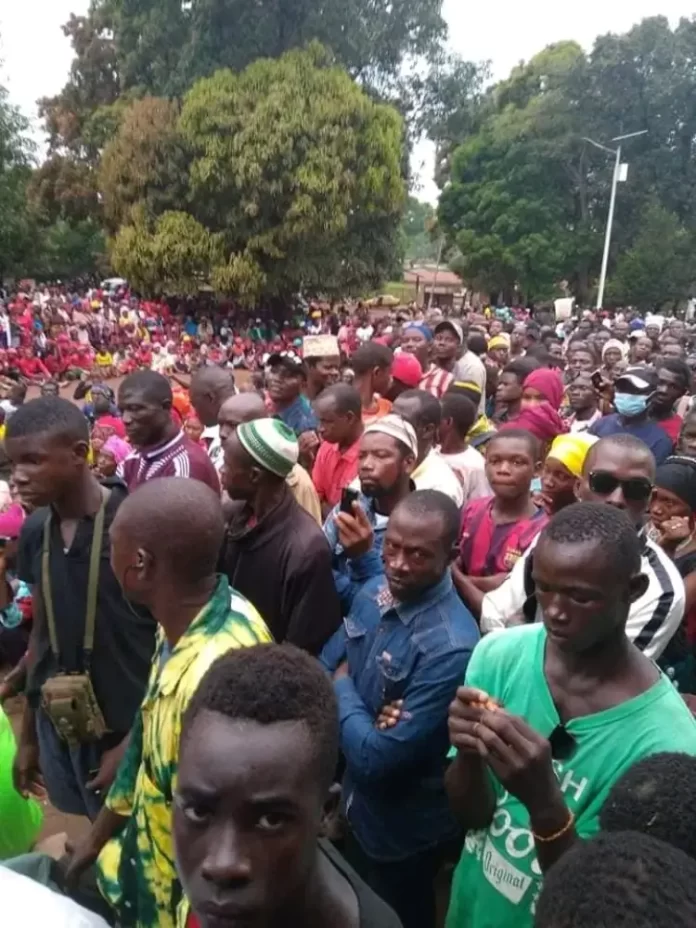 Boffa kolia (1)